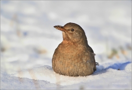 <p>KOS ČERNÝ (Turdus merula) /Common blackbird - Amsel/</p>